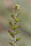 Lepidium virginicum