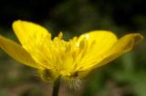 Ranunculus crimaeus