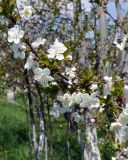 Cerasus vulgaris. Цветущая ветка. Армения, Гарни, в культуре. 27.04.2017.