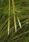 Stipa pontica