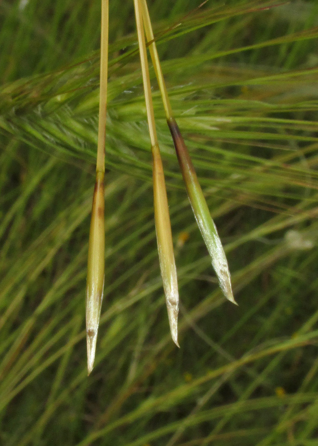 Изображение особи Stipa pontica.