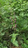 Epipactis helleborine