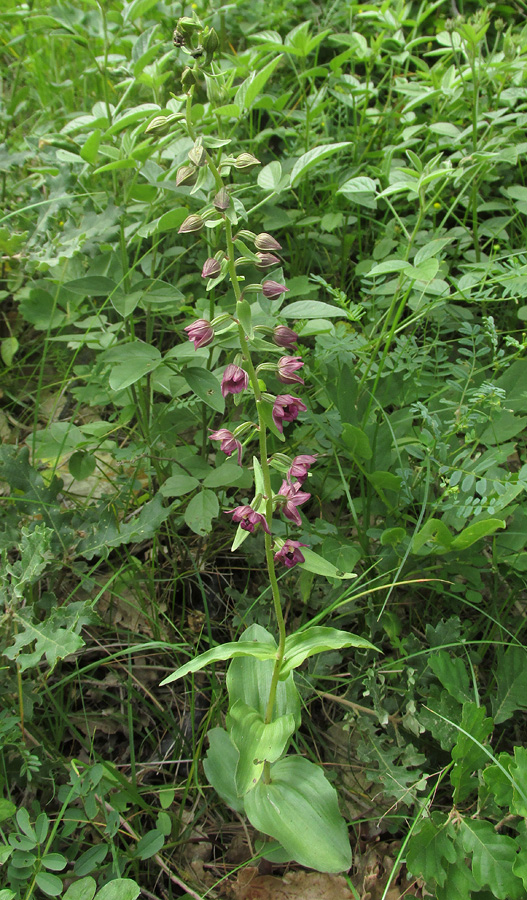 Изображение особи Epipactis helleborine.