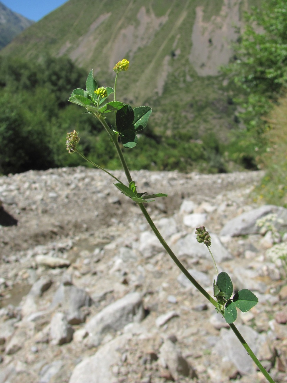 Изображение особи Medicago lupulina.