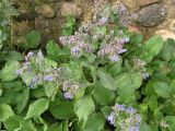 Borago officinalis