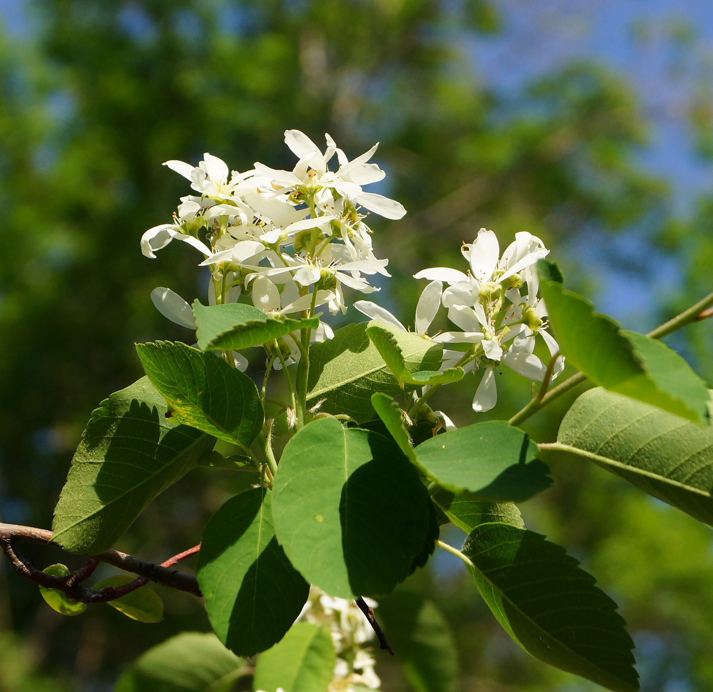 Изображение особи род Amelanchier.