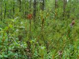 Ledum palustre. Плодоносящие растения. Беларусь, Гродненская обл., Новогрудский р-н, Кошелевский сельсовет, окр. дер. Коростово, лесное облесённое верховое сосново-кустарничково-сфагновое болото. 29.07.2015.