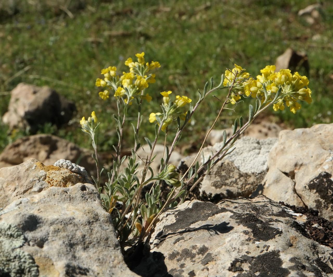 Изображение особи Alyssum trichostachyum.