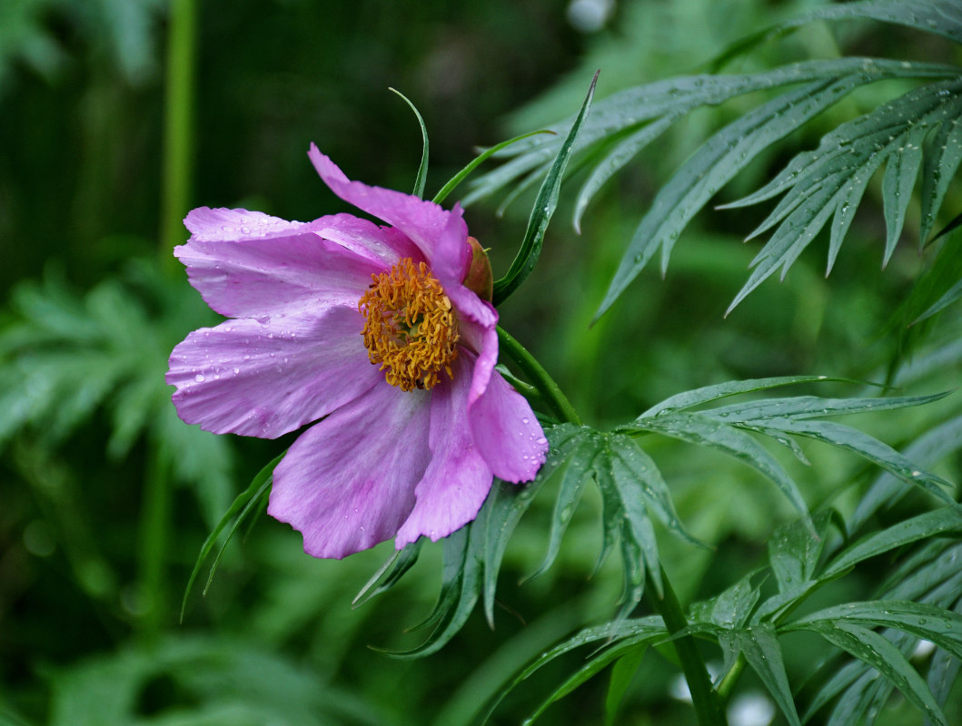 Изображение особи Paeonia anomala.