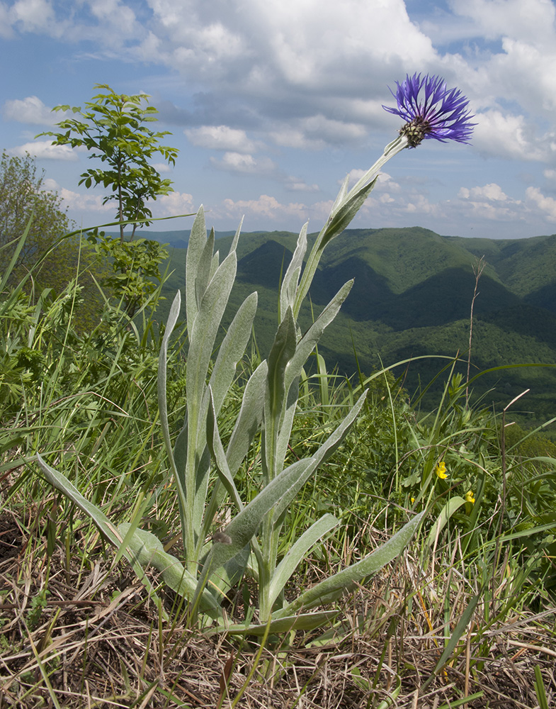 Изображение особи Centaurea czerkessica.