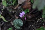 Cyclamen coum