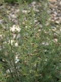 Scrophularia variegata