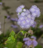 Ageratum houstonianum. Соцветие. Пермь, Свердловский р-н, в озеленении. 21 августа 2018 г.