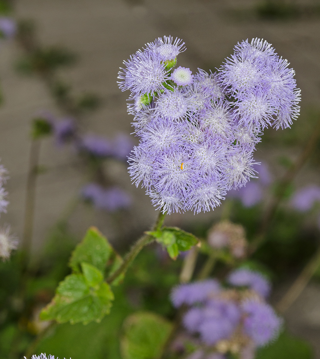 Image of Ageratum houstonianum specimen.