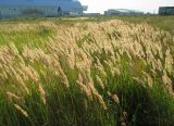 Calamagrostis epigeios