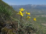 Tulipa australis. Цветущие растения. Южный Берег Крыма, северный склон горы Аю-Даг. 28.04.2019.