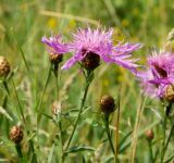 Centaurea подвид substituta