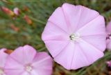 Convolvulus pseudocantabrica