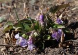 genus Viola. Цветущее растение. Иркутская обл., Иркутский р-н, дер. Позднякова, сухой луг. 04.05.2019.