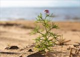 Cakile baltica. Цветущее растение. Ленинградская обл., Ломоносовский р-н, берег Финского залива, Батарейная бухта, песчаный пляж. 06.07.2019.