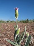 Chardinia orientalis