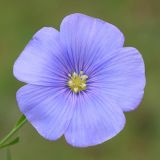 Linum austriacum. Цветок. Ростовская обл., Неклиновский р-н, Николаевское с/п, на склоне балки. 11.06.2021.