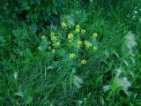 Sisymbrium loeselii. Цветущее растение. Иркутск, газон. 12.07.2021.