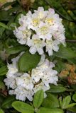 Rhododendron brachycarpum. Части веток с соцветиями, Санкт-Петербург, парк Ботанического сада БИН РАН, в культуре. 13.06.2022.