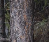 Pinus sibirica