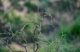 Calligonum aphyllum. Верхушка ветви вегетирующего растения. Дагестан, Кумторкалинский р-н, бархан Сарыкум, песчаный склон с Artemisia. 30.04.2022.