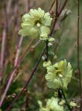 Alcea rugosa