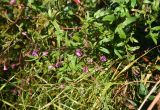 Epilobium hirsutum