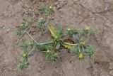 Cousinia prolifera. Цветущее растение. Узбекистан, Бухарская обл., экоцентр \"Джейран\", закреплённые пески. 3 мая 2022 г.