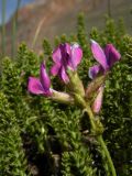 Oxytropis trichophysa