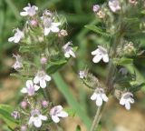 Thymus marschallianus. Часть соцветия. Север Краснодарского края, Кущёвский р-н, урочище Бугелы. 08.06.2010.