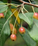 Malus mandshurica. Плоды и листья. Приморье, Владивосток, Ботанический сад. 23.08.2009.