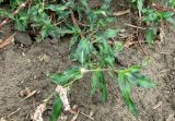 Persicaria &times; lenticularis