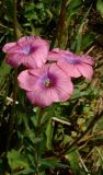 Linum pubescens