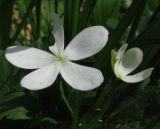 Anemone baicalensis подвид kebeshensis