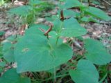 Viola mirabilis