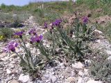 Centaurea czerkessica