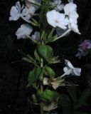 Phlox maculata