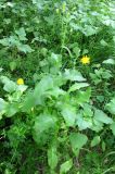 Sonchus oleraceus. Цветущее растение. Астраханская обл., Володарский р-н, окрестности с. Калинино, берег р. Бузан. 09.08.2012.