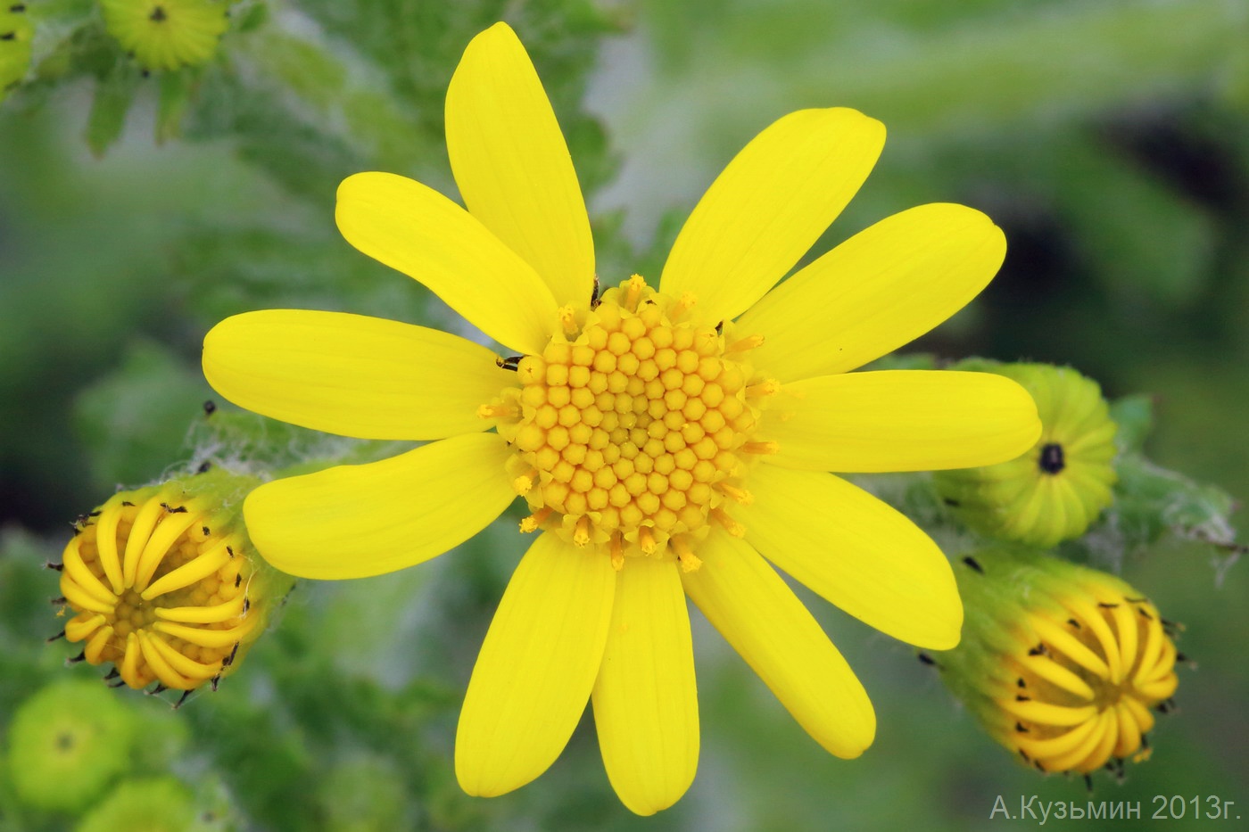 Изображение особи Senecio vernalis.