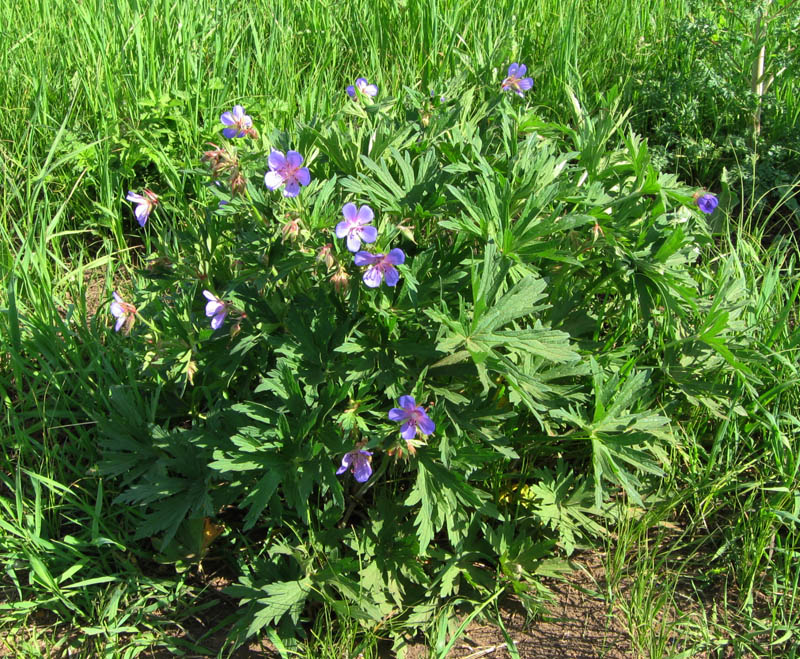 Изображение особи Geranium pratense.