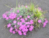 Dianthus repens. Цветущие растения. Камчатский край, Ключевская группа вулканов, Толбачинский дол, шлаковое поле. 17.07.2013.