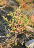 Salicornia perennans