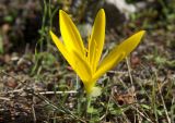 Sternbergia lutea. Цветущее растение. Греция, Ионическое море, о. Кефалония, национальный парк Энос. 29.09.2013.