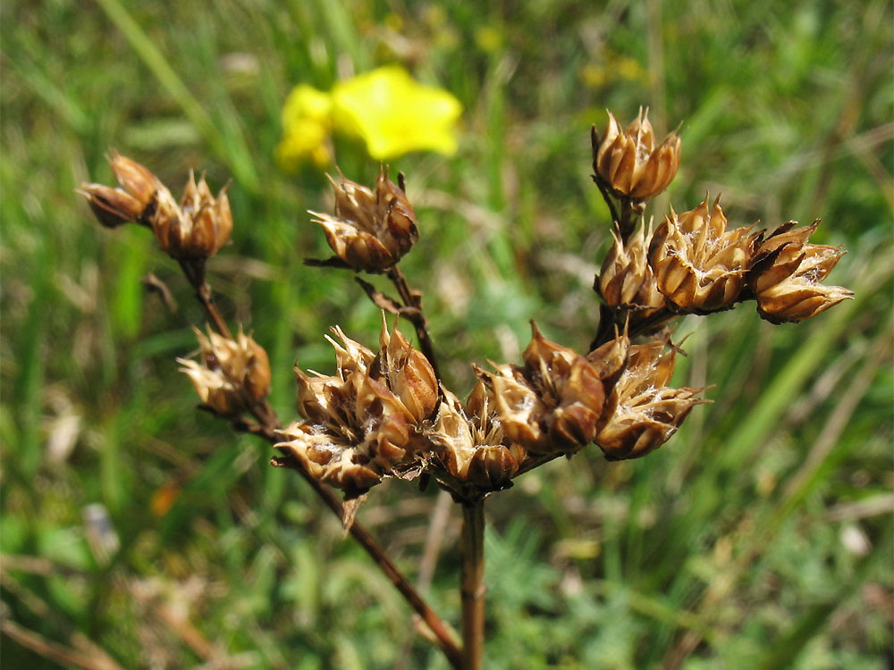 Изображение особи Linum flavum.