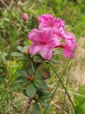 Rhododendron kotschyi